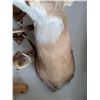 Image 3 : White-Tailed Deer Shoulder Mount Taxidermy