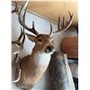 Image 4 : White-Tailed Deer Shoulder Mount Taxidermy