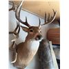 Image 5 : White-Tailed Deer Shoulder Mount Taxidermy