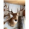 Image 6 : White-Tailed Deer Shoulder Mount Taxidermy
