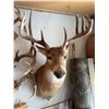 Image 7 : White-Tailed Deer Shoulder Mount Taxidermy