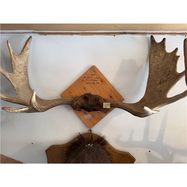 1998 moose antlers taxidermy mount on wood] Large paddles with broad spread, mounted for wall