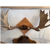 Image 1 : 1998 moose antlers taxidermy mount on wood] Large paddles with broad spread, mounted for wall