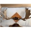 Image 2 : 1998 moose antlers taxidermy mount on wood] Large paddles with broad spread, mounted for wall