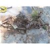 Image 1 : Leg Traps