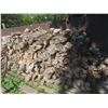 Image 7 : 2025 Season Maple Firewood, Cut and Split