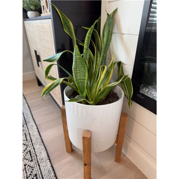 Snake Plant in White Planter with Wooden Stand