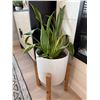 Image 1 : Snake Plant in White Planter with Wooden Stand