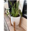 Image 2 : Snake Plant in White Planter with Wooden Stand
