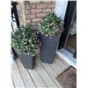 Image 1 : Tall Black Planters with Artificial Pink Flowers