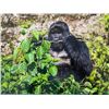 Image 1 : Original African Safari photo