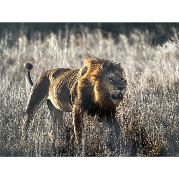 Original African Safari photo