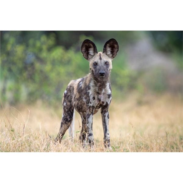 Original African Safari photo