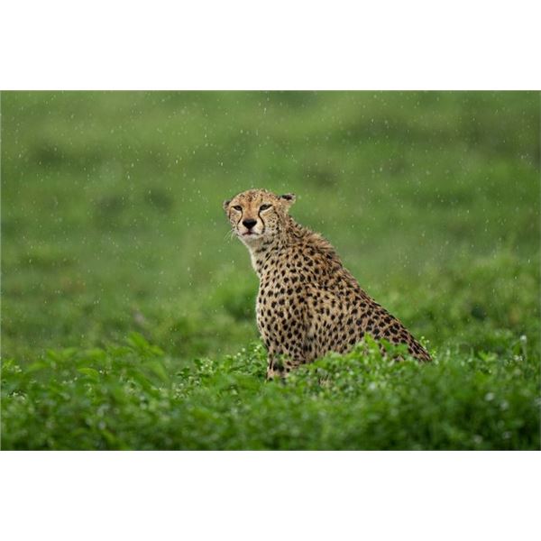 Original African Safari photo