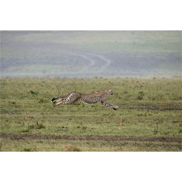 Original African Safari photo