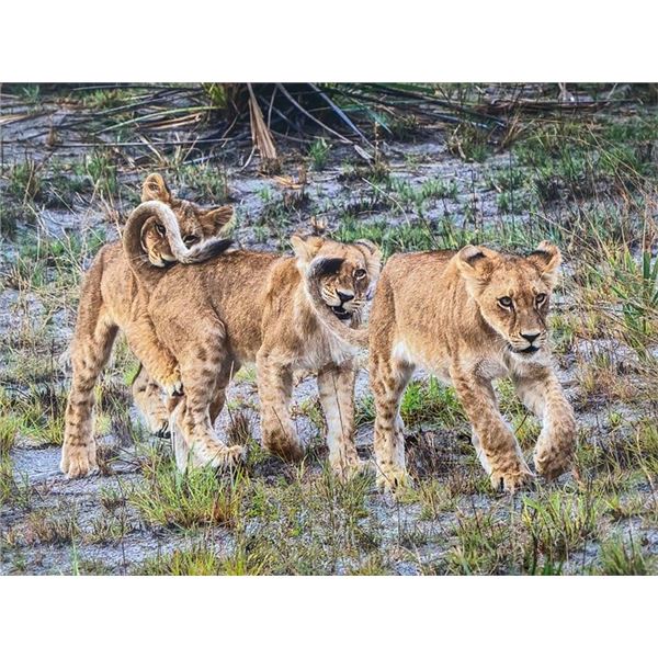 Original African Safari photo