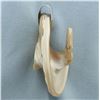 Image 3 : Modernist Signed Designer Celia Sebiri Shell Pendant