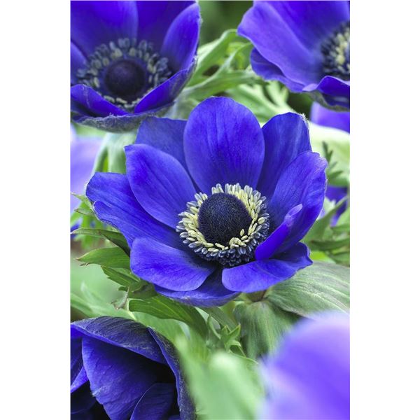 Mr. Fokker Anemone Bulb Pack, 50 Bulbs