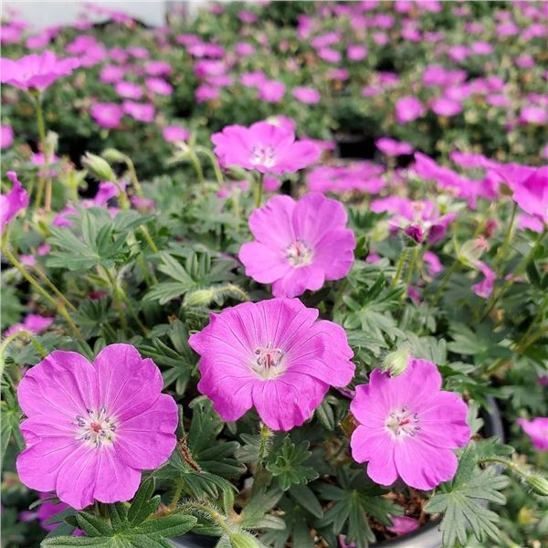 Geranium Sanguineum Max Frei Flower Bulbs