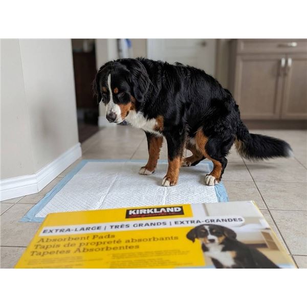 Kirkland Signature Extra-Large Absorbent Pads
