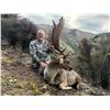 Image 5 : 6-day/7-night New Zealand Red Stag (two), Fallow, Tahr and Chamois Hunt for Five Hunters