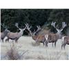 Image 6 : 6-day/7-night New Zealand Red Stag (two), Fallow, Tahr and Chamois Hunt for Five Hunters