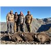 Image 4 : 6-day / 7-night red stag (two) tahr and chamois hunt for 4 hunters