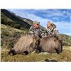 Image 5 : 6-day / 7-night 2x1 red stag hunt for two hunters