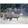 Image 7 : 6-day / 7-night 2x1 red stag hunt for two hunters