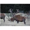 Image 8 : 6-day / 7-night 2x1 red stag hunt for two hunters