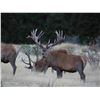 Image 6 : 6-day/7-night 2x1 red stag & tahr hunt