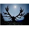 Image 4 : 500 class red stag hunt for 1 hunter 1 observer 2027