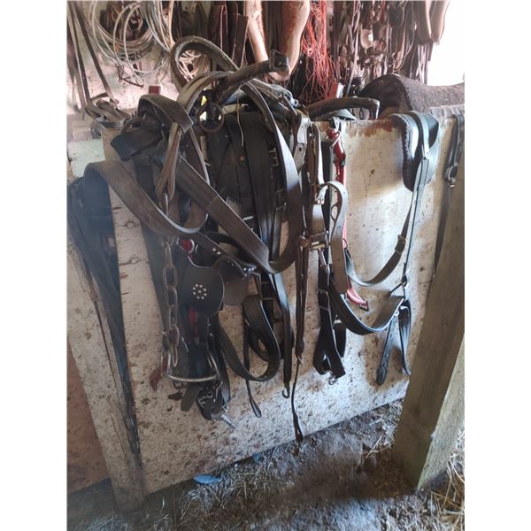Harness