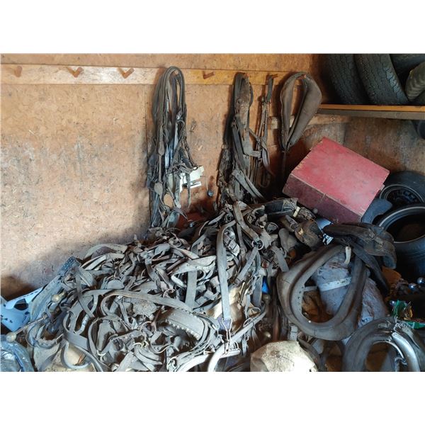 LARGE assortment of horse harnesses & bridles