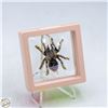 Image 1 : NEW CAT EYE SPIDER BROOCH PURPLE,BLACK