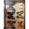 Image 2 : Decorative Butterfly Shadowbox, Carved Plate, and Lamp