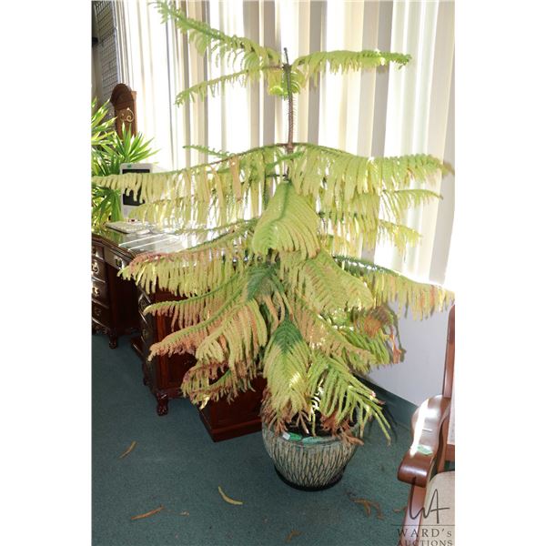 Three glazed plant pots including 12"H X 16" D pot with ill Norfolk pine, a 10" H X 12" D and a 8" H