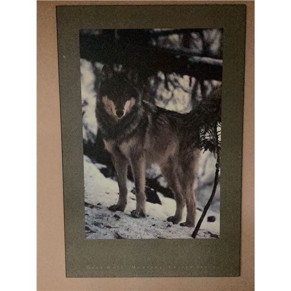 Wolf Wildlife Poster Print with Green Border, 24" x 36"