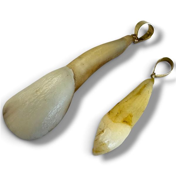 2 Animal Teeth with 14KT Gold Bales - Longest is 36mm