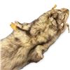 Image 2 : Vintage Coyote Pelt Rug with Head, Legs & Bushy Tail, Government Stamped Tanned Hide, 56 Inches Long