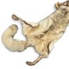 Image 3 : Vintage Coyote Pelt Rug with Head, Legs & Bushy Tail, Government Stamped Tanned Hide, 56 Inches Long