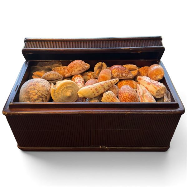 Assorted Sea Shells in Wooden Box