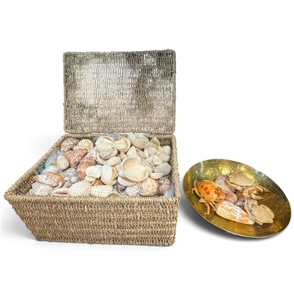 Seashell & Preserved Crab Specimen Collection with Woven Basket & Brass-Tone Tray