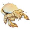 Image 4 : Seashell & Preserved Crab Specimen Collection with Woven Basket & Brass-Tone Tray