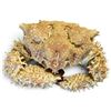 Image 5 : Seashell & Preserved Crab Specimen Collection with Woven Basket & Brass-Tone Tray