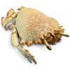 Image 6 : Seashell & Preserved Crab Specimen Collection with Woven Basket & Brass-Tone Tray