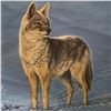 Image 3 : Framed Winter Landscape with Coyote in Snow, Blue & White Palette