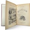 Image 22 : Jules Verne Italian Sonzogno Illustrated Novels 12 Volumes 1920s Ventimila Leghe Isola Misteriosa