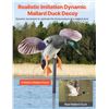 Image 1 : Brand New Mallard Duck Decoy with Remote Control