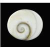 Image 1 : 13.04ct Rare Gomti Chakra Shell (GEM-9666)